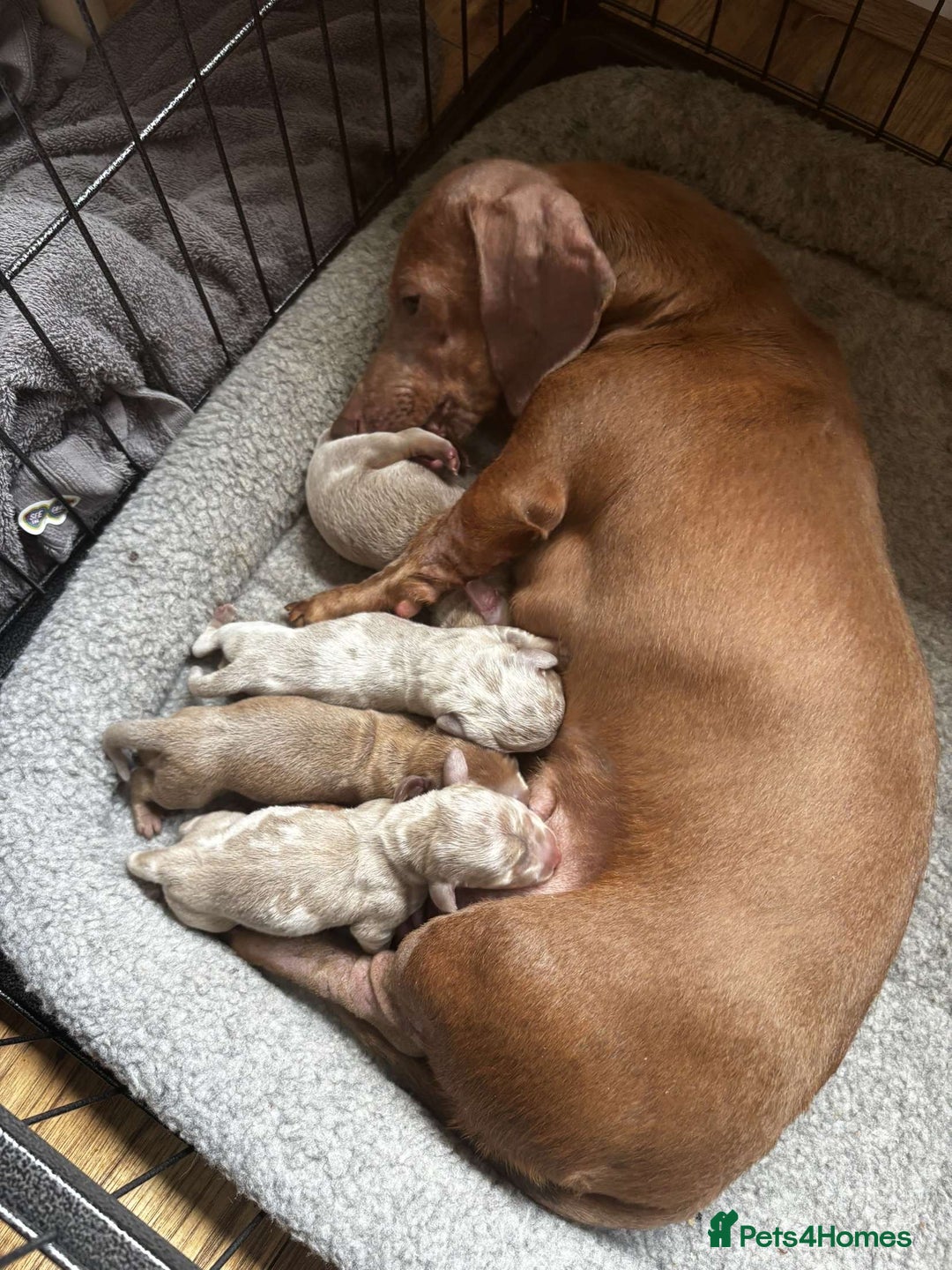 Miniature Dachshund dogs for sale: Female Dapple Miniature dachshund  (Dottie)  - Image 8