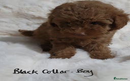 Toy Poodle dogs for sale: Pedigree Toy poodle puppies ready this weekend - Image 3