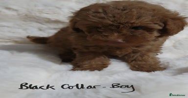 Toy Poodle dogs - Advert 15