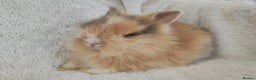 Lionhead rabbits for sale: Double mane lionhead rabbits - Advert 11
