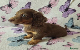 Dachshund dogs for sale: Dachshund puppies for sale  in Cardiff - Image 4
