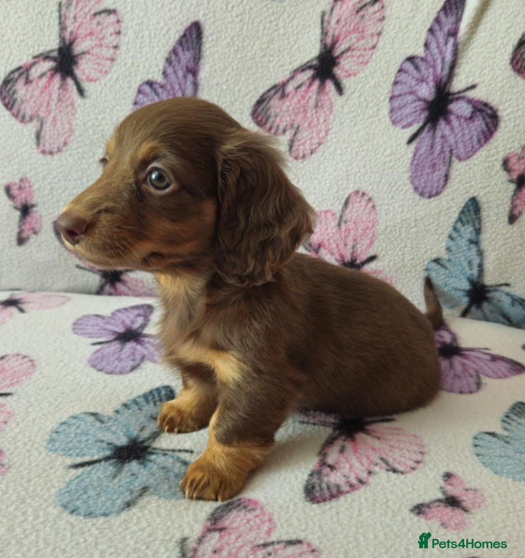 Dachshund dogs for sale: Dachshund puppies for sale  in Cardiff - Image 4