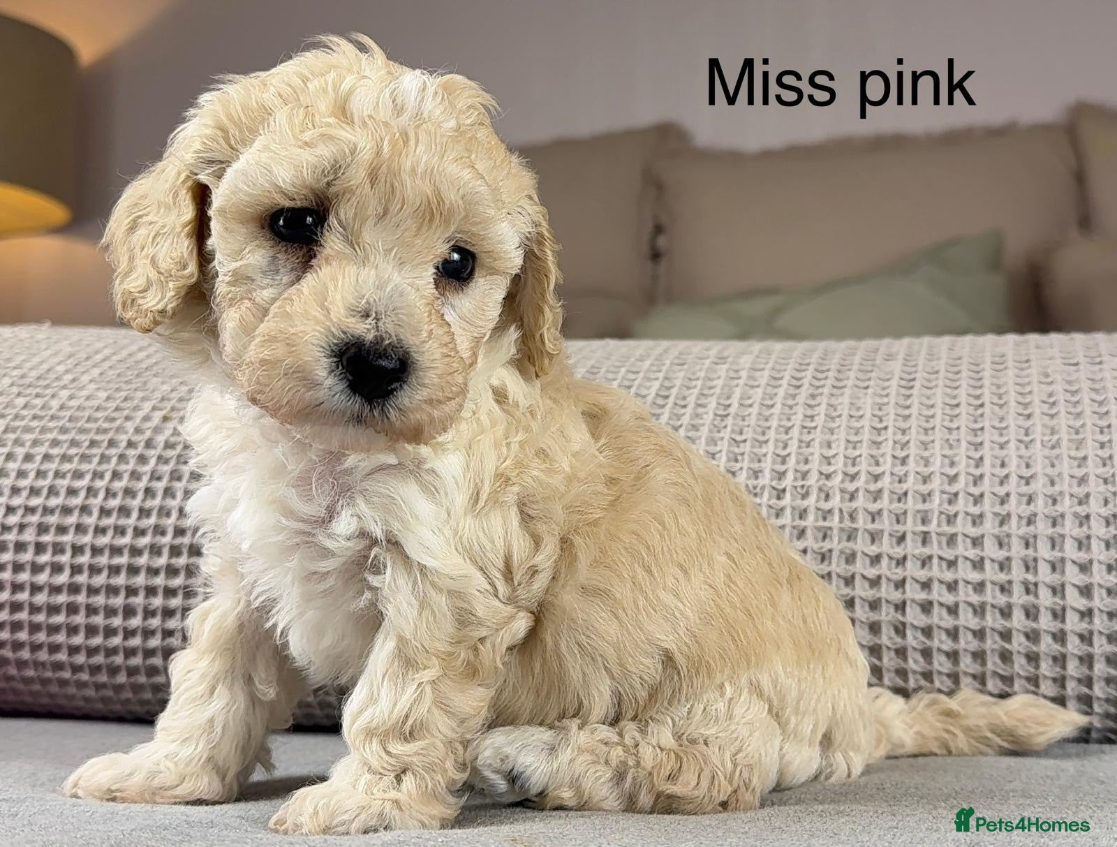 Maltipoo dogs BEAUTIFUL MALTIPOOS FROM DNA TESTED CLEAR PARENTS  - Advert 1