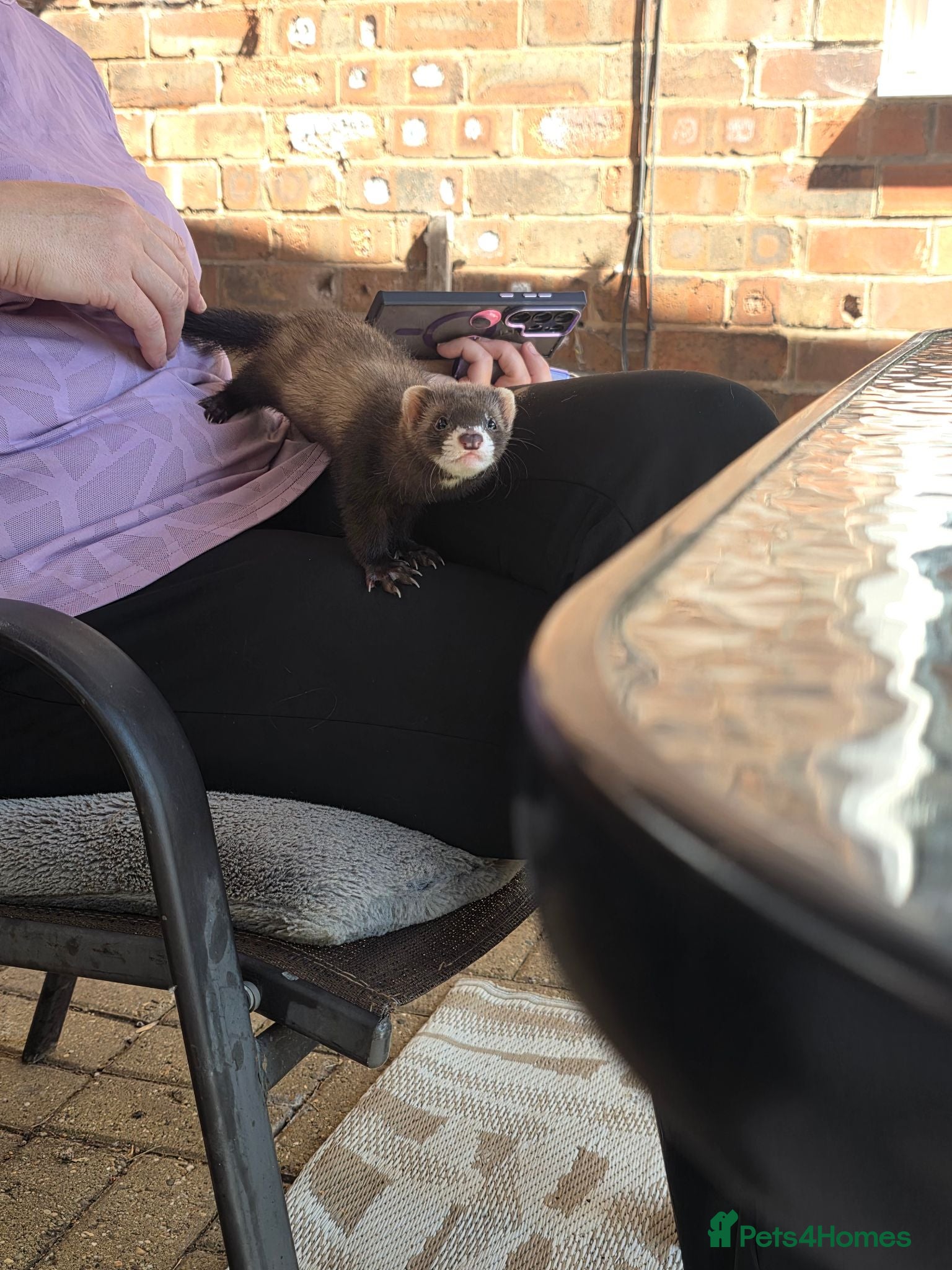 Ferret rodents 7 beautiful kits for sale  - Advert 2
