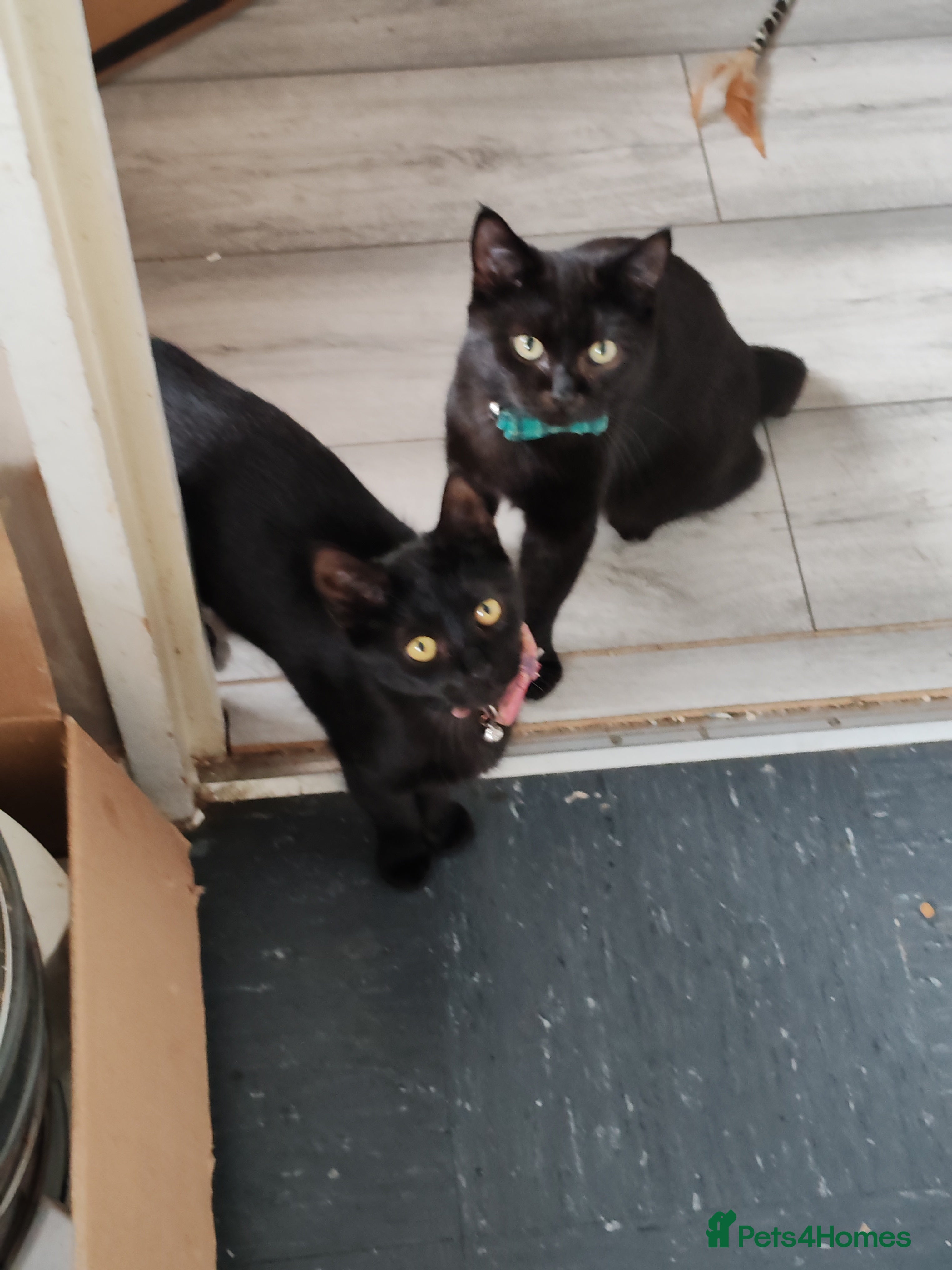 British Longhair cats Brother and sister  - Advert 1