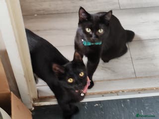 British Longhair cats Brother and sister - Advert 5