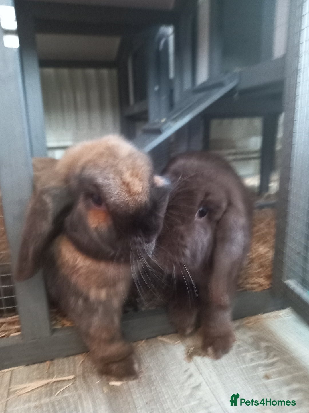 Mini Lop rabbits for sale: Two mini lops, boy and girl, boy is neutered  - Advert 2