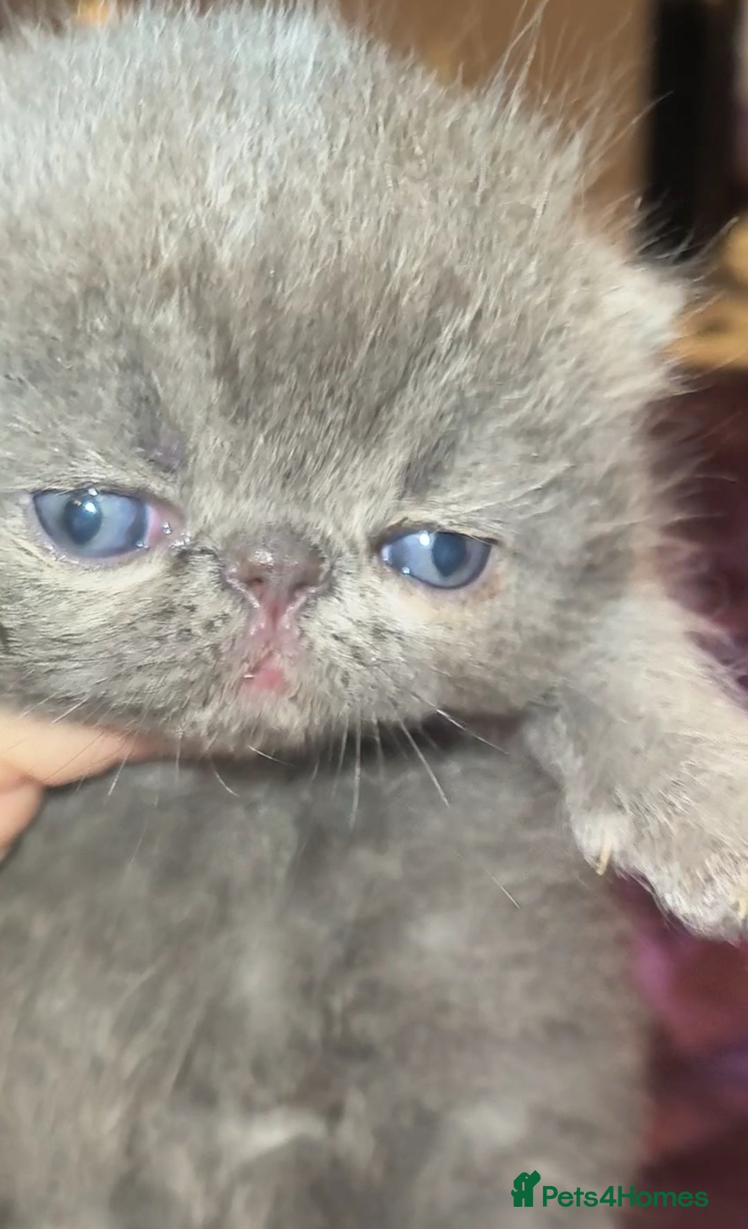 Exotic cats for stud: CREAM TABBY AND WHITE EXOTIC STUD in Barnsley - Advert 10