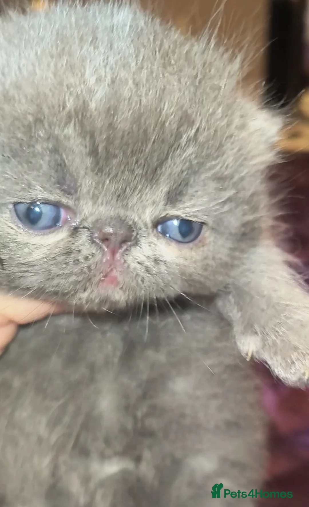 Exotic cats for stud: CREAM TABBY AND WHITE EXOTIC STUD in Barnsley - Advert 10