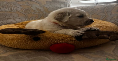 Golden Retriever dogs Beautiful KC Registered Golden Retriever Puppies - Advert 16