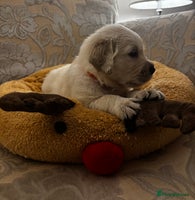 Golden Retriever dogs Beautiful KC Registered Golden Retriever Puppies - Advert 2