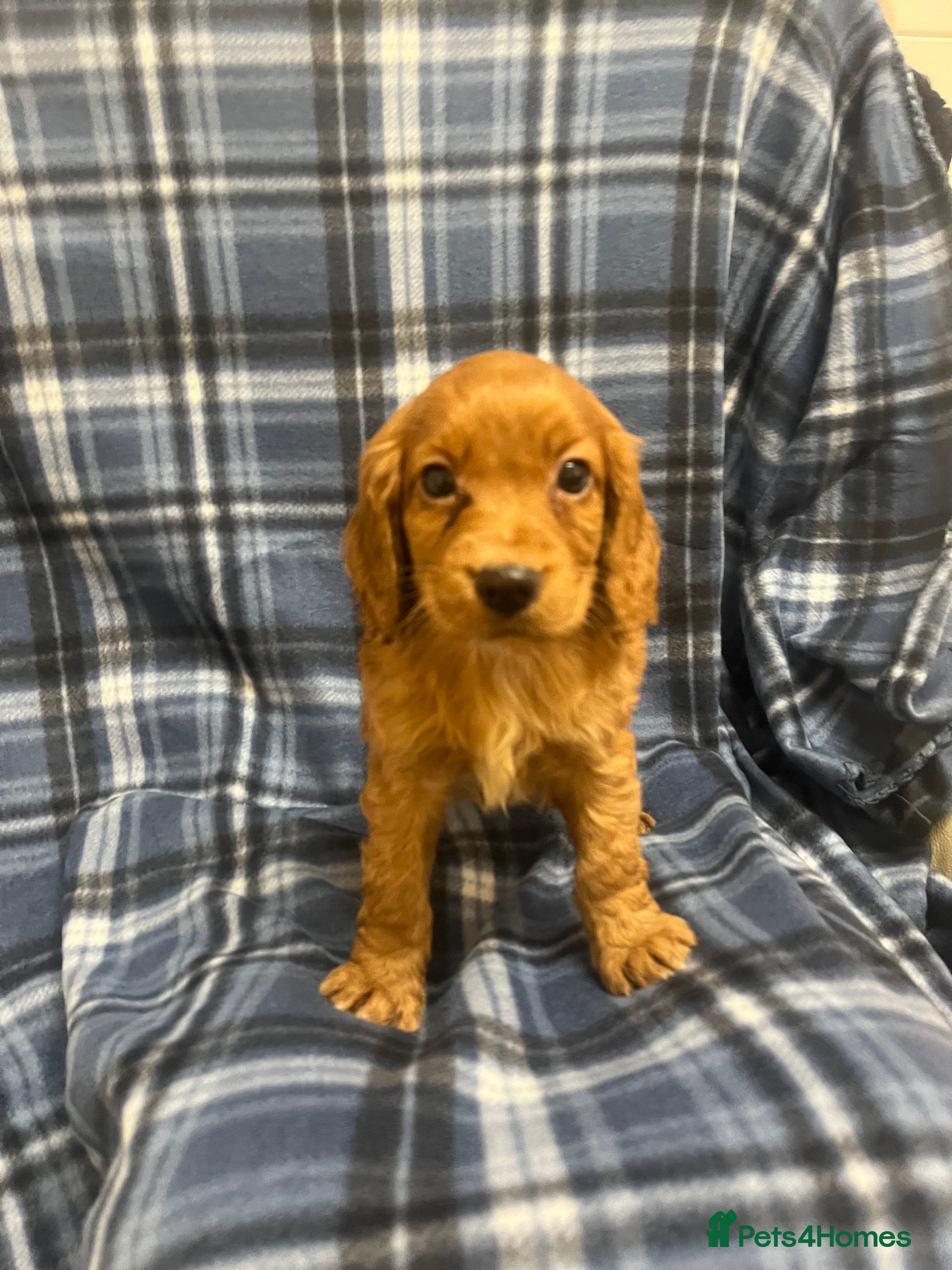 Cocker Spaniel dogs Stunning Cocker Spaniel Puppies - Advert 5