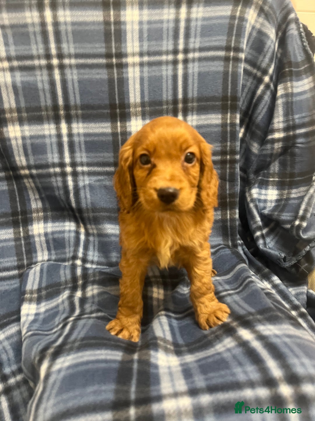 Cocker Spaniel dogs for sale: Stunning Cocker Spaniel Puppies - Advert 1
