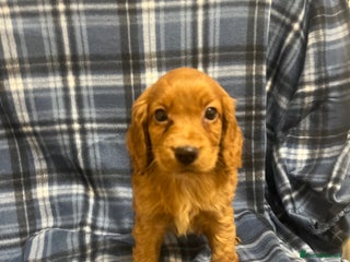 Cocker Spaniel dogs Stunning Cocker Spaniel Puppies - Advert 1