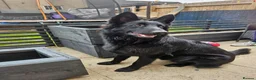 German Shepherd dogs for stud: German Shepherd Elite Pure Black (Groenendael) - Advert 4