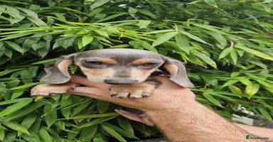 Miniature Dachshund dogs - Advert 2