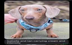 Miniature Dachshund dogs for sale: Chocolate & Tan Miniature Dachshund Puppies - Advert 3