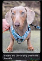 Miniature Dachshund dogs Chocolate & Tan Miniature Dachshund Puppies - Advert 2