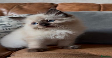 Ragdoll cats - Advert 3