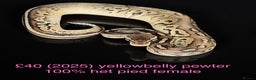 Python Snake reptiles for sale: Various royals for sale. (Reduced)  - Advert 15
