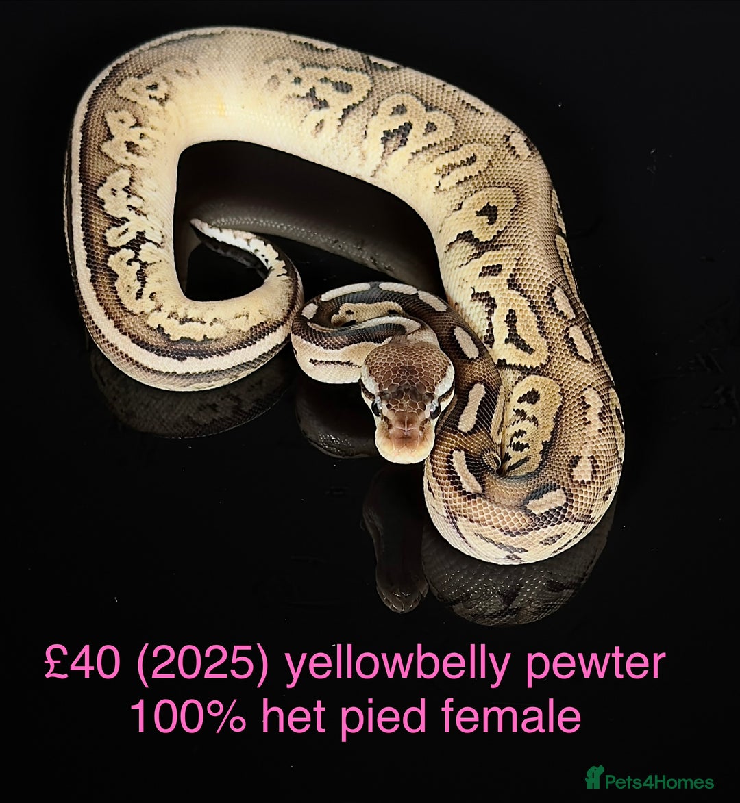 Python Snake reptiles for sale: Various royals for sale. (Reduced)  - Advert 15