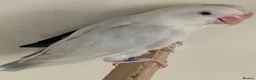 Lovebirds birds for sale: Lovebirds pale fallows - Advert 3