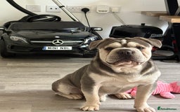 French Bulldog dogs for stud: STUD  - Image 2