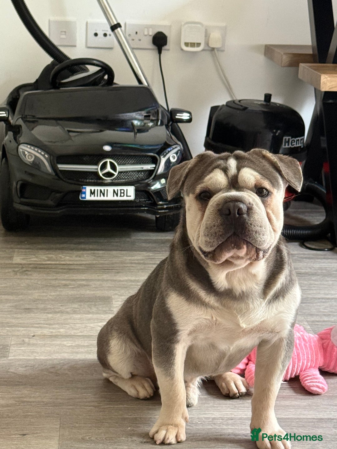 French Bulldog dogs for stud: STUD  - Image 2
