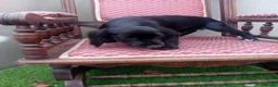 Cocker Spaniel dogs for sale: Cocker spanials in Ledbury - Advert 2