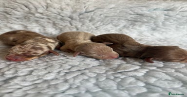 Miniature Dachshund dogs - Advert 3