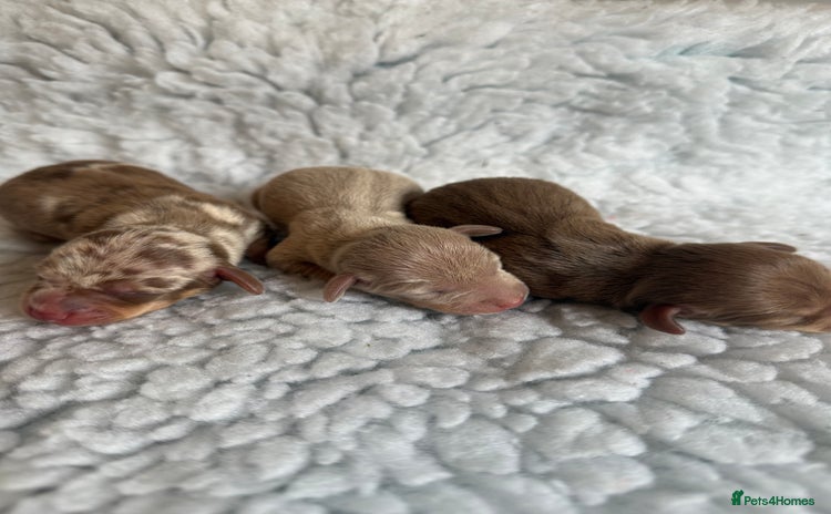 Miniature Dachshund dogs KC Mini Smooth haired Dachshunds  - Advert 14