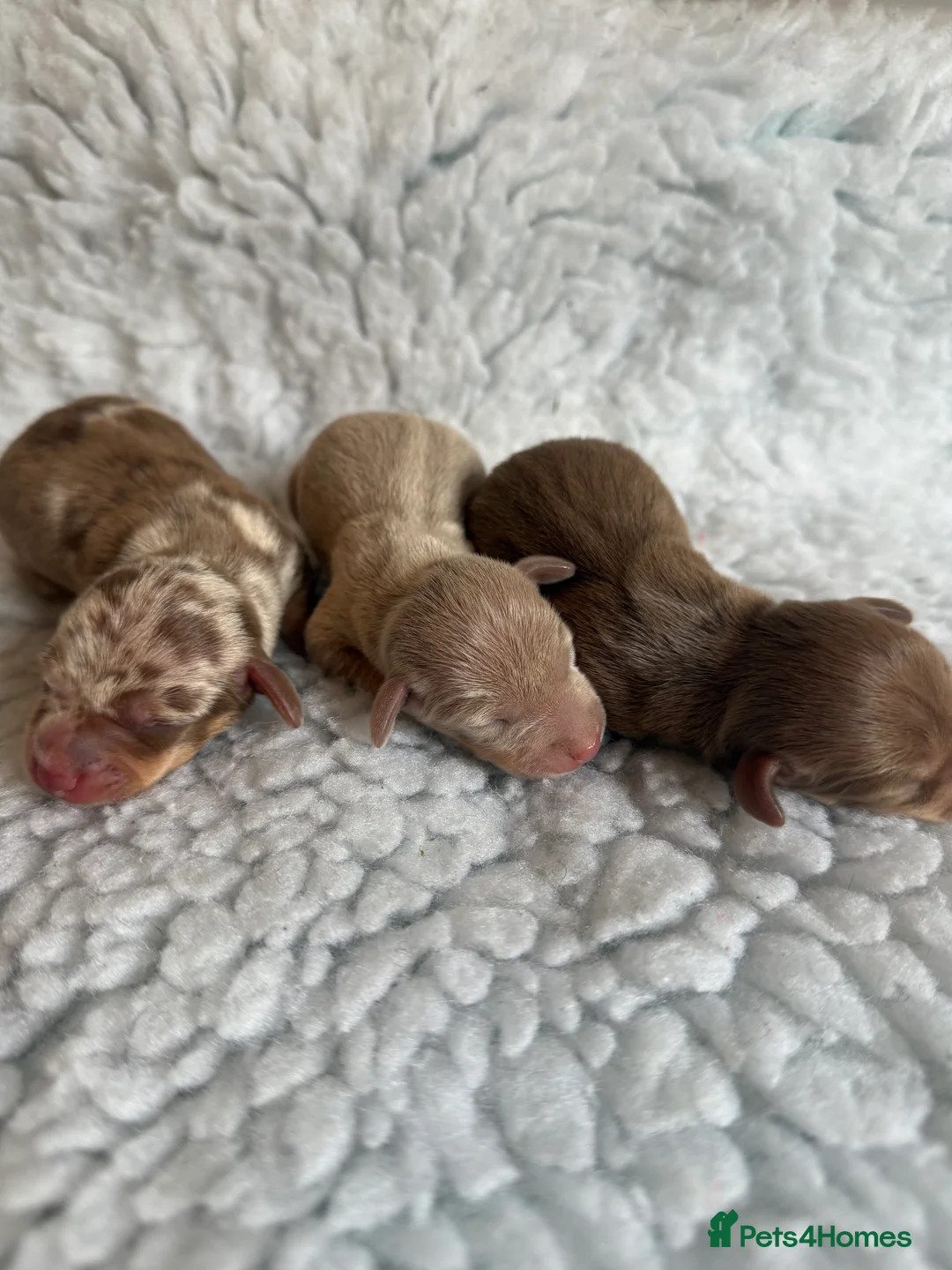 Miniature Dachshund dogs for sale: KC Mini Smooth haired Dachshunds  - Advert 7