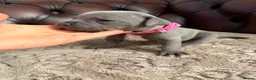 Staffordshire Bull Terrier dogs for sale: Adorable KC registered blue staffy puppies  - Advert 13