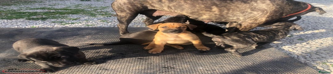 Cane Corso Puppy 3