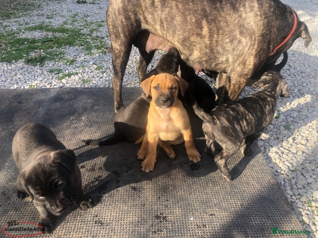Cane Corso dogs for sale: Pure bred Cane Corso Pupps - Image 1