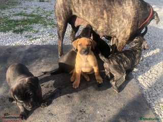 Cane Corso dogs - Advert 1