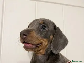Miniature Dachshund dogs Miniature dachshund puppies - Advert 14