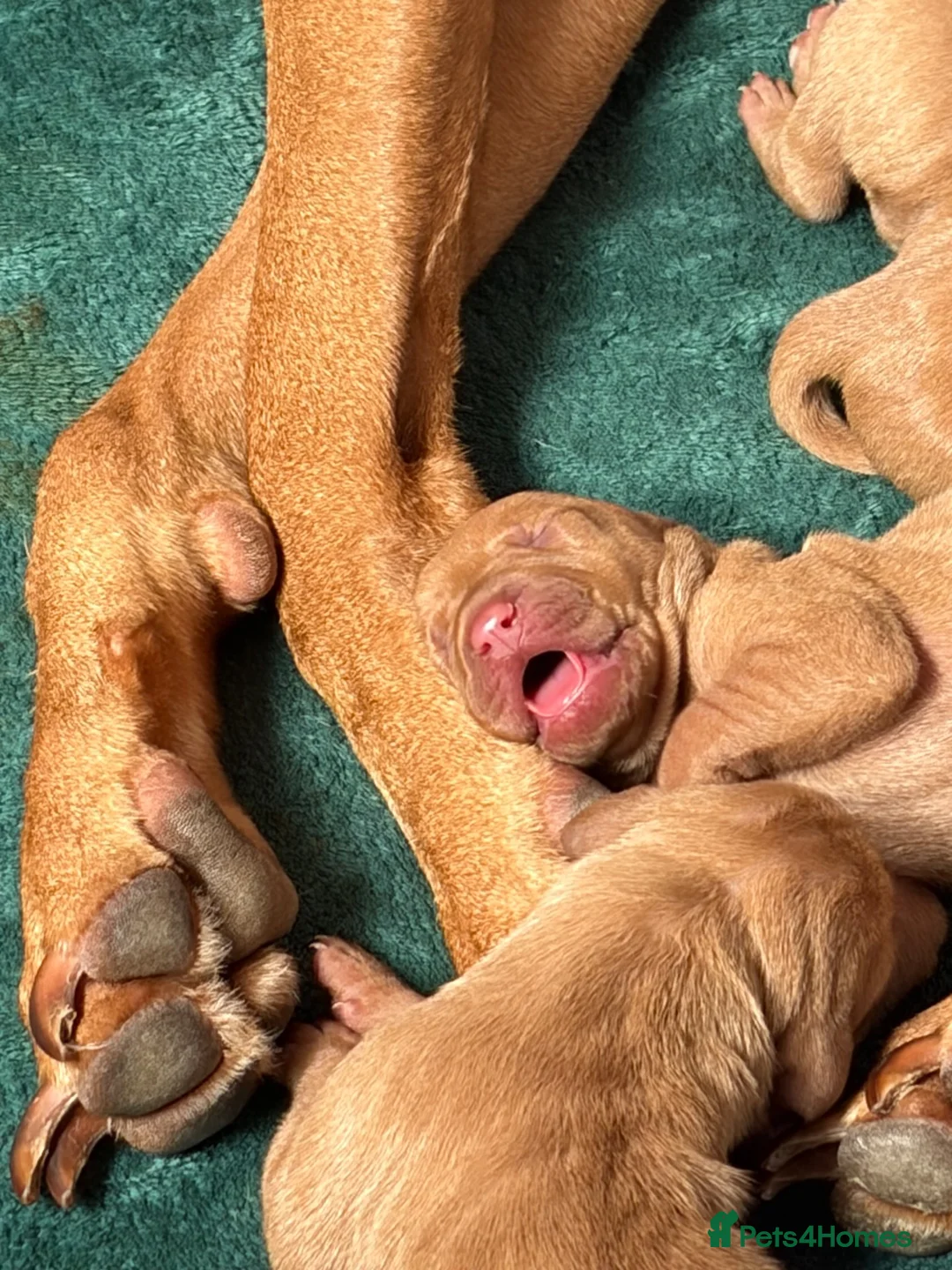 Hungarian Vizsla dogs for sale: Homebred beautiful vizslas - Advert 2