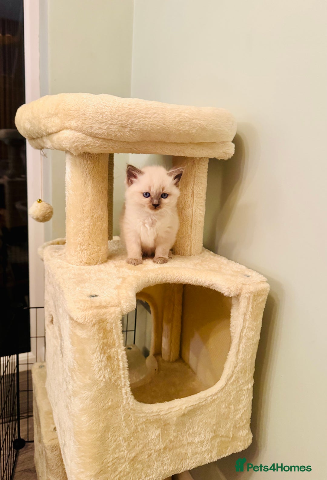 Ragdoll cats for sale: Pure bred blue & lilac point Ragdoll kittens  - Advert 22