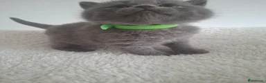 British Shorthair 1