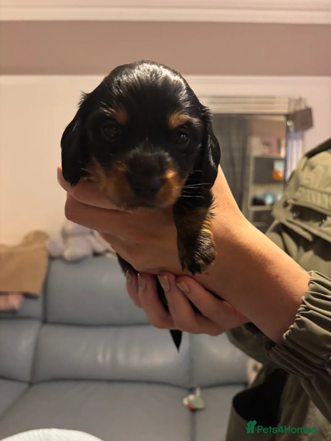 Miniature Dachshund dogs for sale: For Sale £1100 - Advert 7