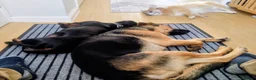 Dachshund dogs for sale: 4 year old spayed standard dachshund  - Advert 24