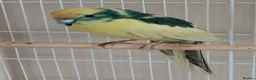 Parakeets birds for sale: Pair of kakariki birds  in Buckingham - Advert 2