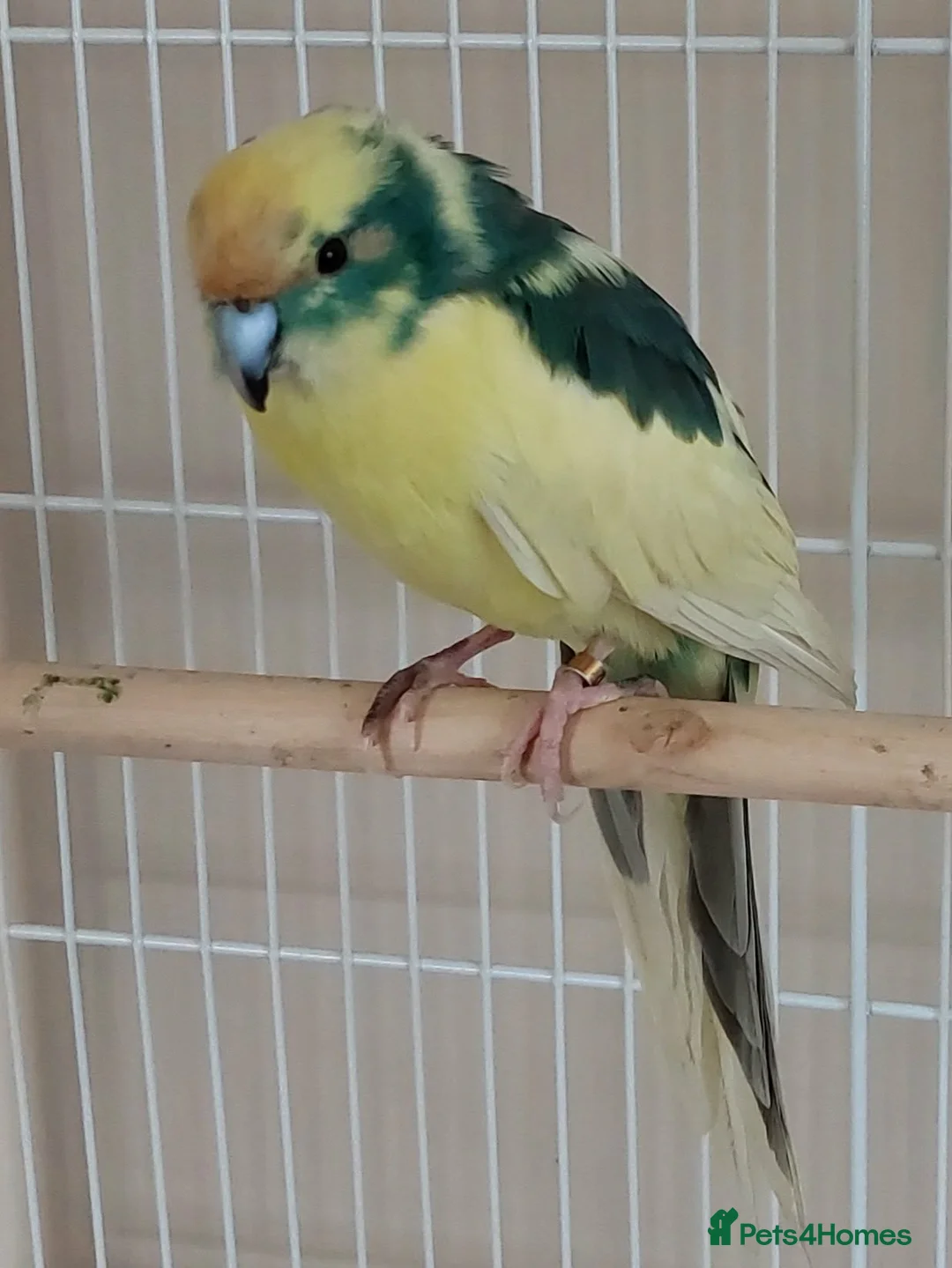 Parakeets birds for sale: Pair of kakariki birds  in Buckingham - Advert 2