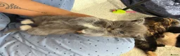 Ragdoll cats for sale: Male gray kitten  - Advert 3