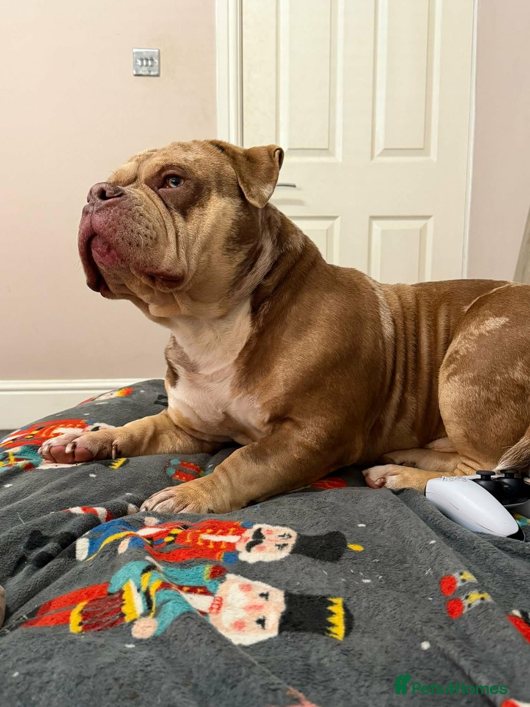 American Bully dogs for sale: Male Pocket Bully  - Advert 5