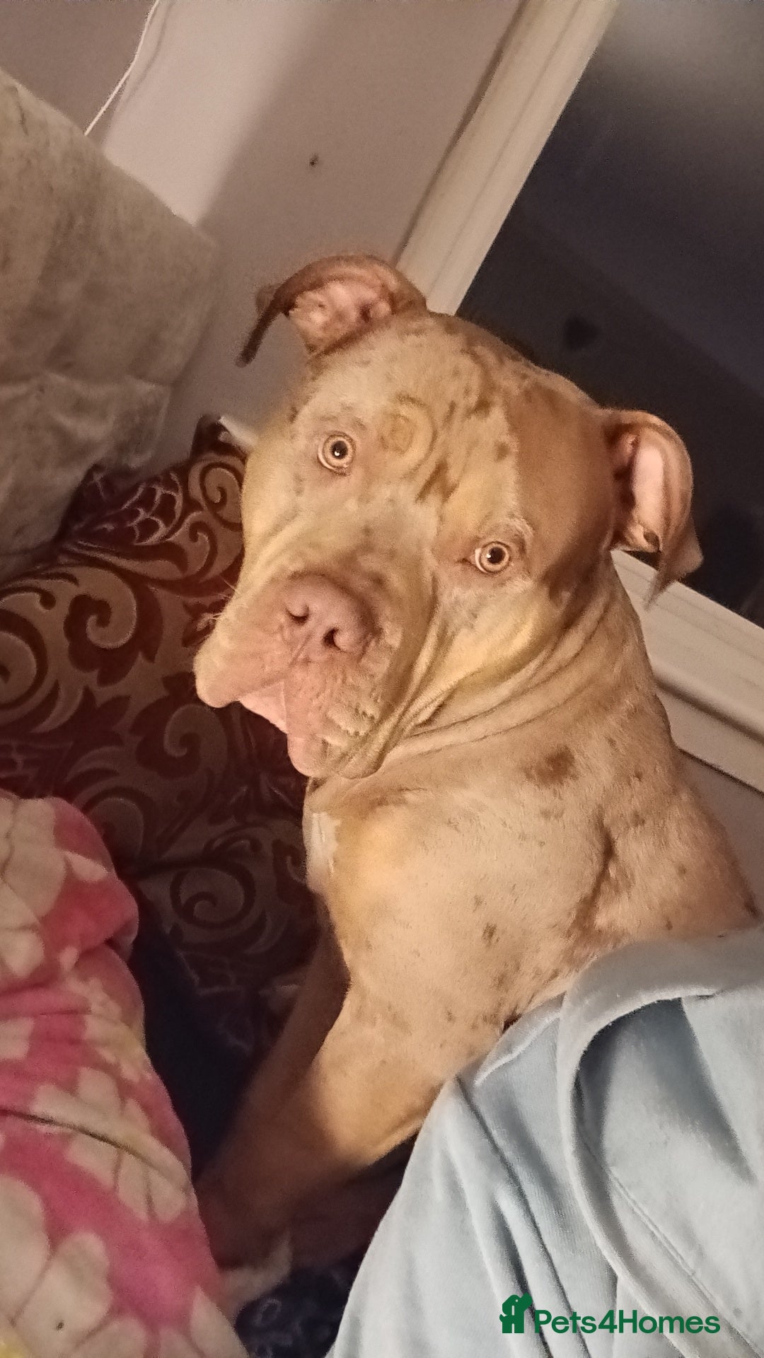 Mixed Breed dogs Uk male stud - Advert 1