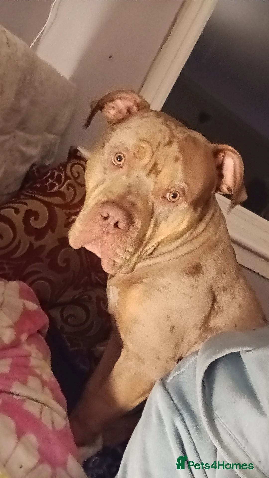 Mixed Breed dogs for stud: Uk male stud in Kilmarnock - Advert 1