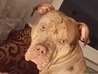 Mixed Breed dogs Uk male stud - Advert 1