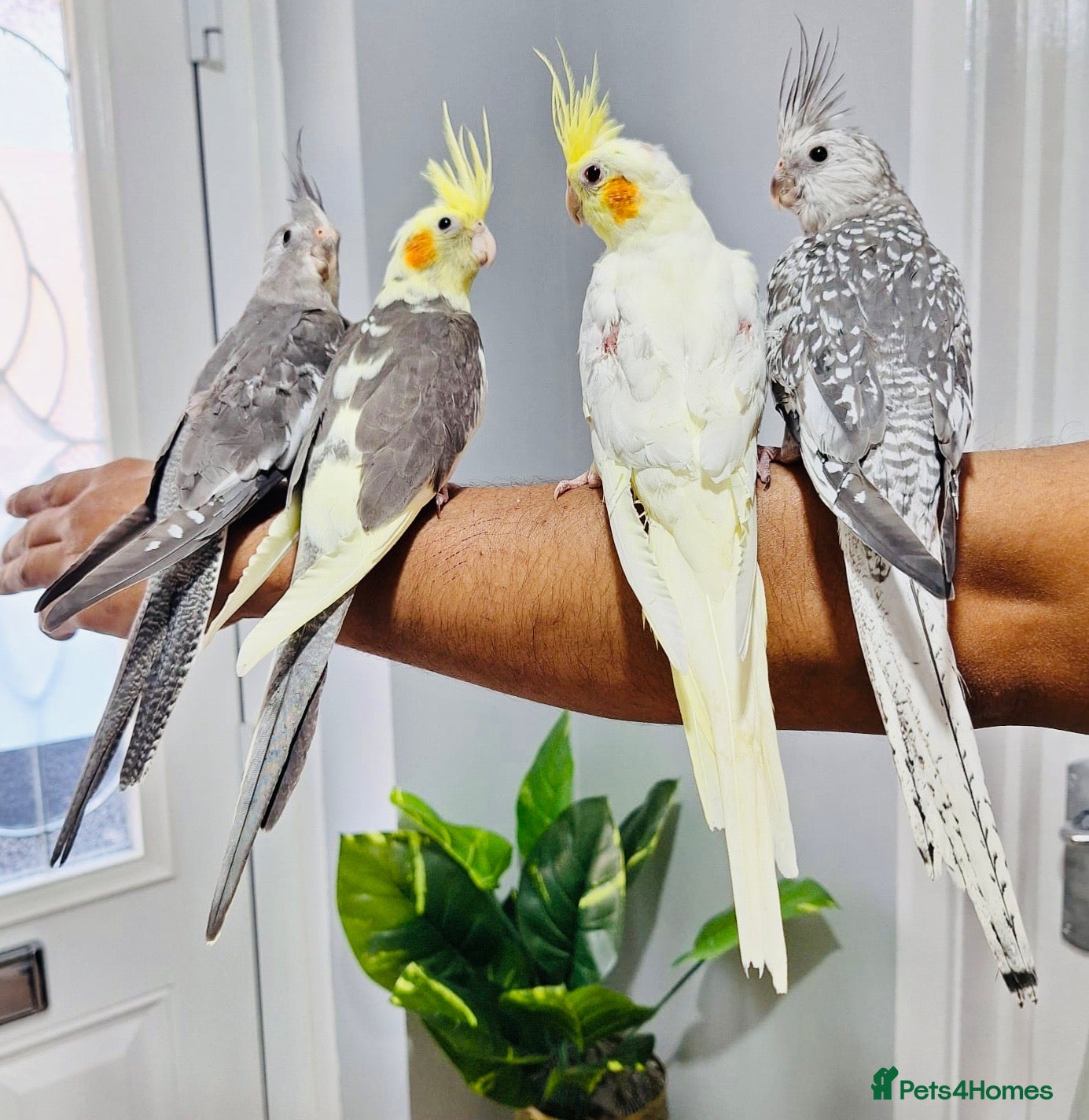 Cockatiels birds Beautiful baby hand tamed cockatiels for sale. - Advert 3
